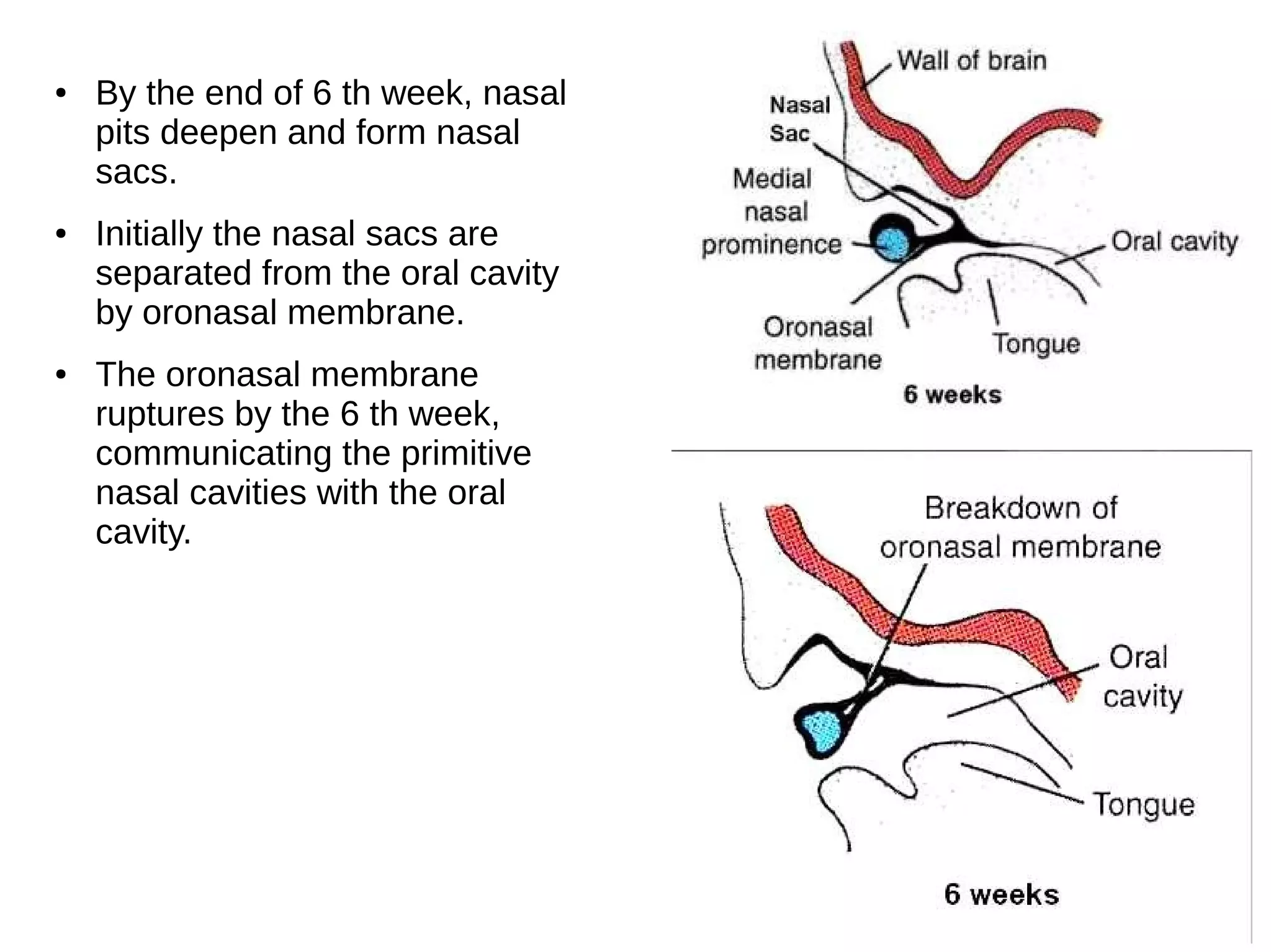 ● By the end of 6 th week, nasal
pits deepen and form nasal
sacs.
● Initially the nasal sacs are
separated from the oral cavity
by oronasal membrane.
● The oronasal membrane
ruptures by the 6 th week,
communicating the primitive
nasal cavities with the oral
cavity.
 