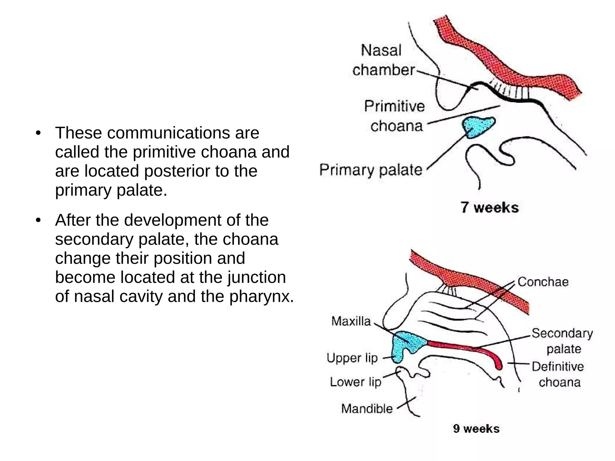 ● These communications are
called the primitive choana and
are located posterior to the
primary palate.
● After the development of the
secondary palate, the choana
change their position and
become located at the junction
of nasal cavity and the pharynx.
 