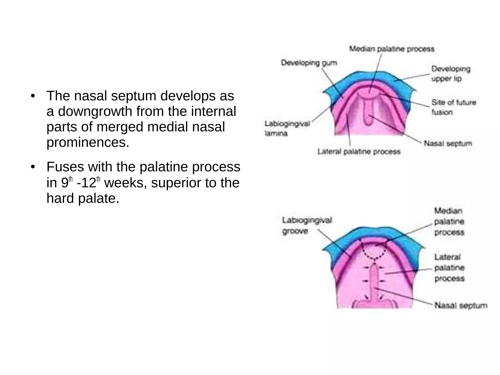 ● The nasal septum develops as
a downgrowth from the internal
parts of merged medial nasal
prominences.
● Fuses with the palatine process
in 9th
-12th
weeks, superior to the
hard palate.
 