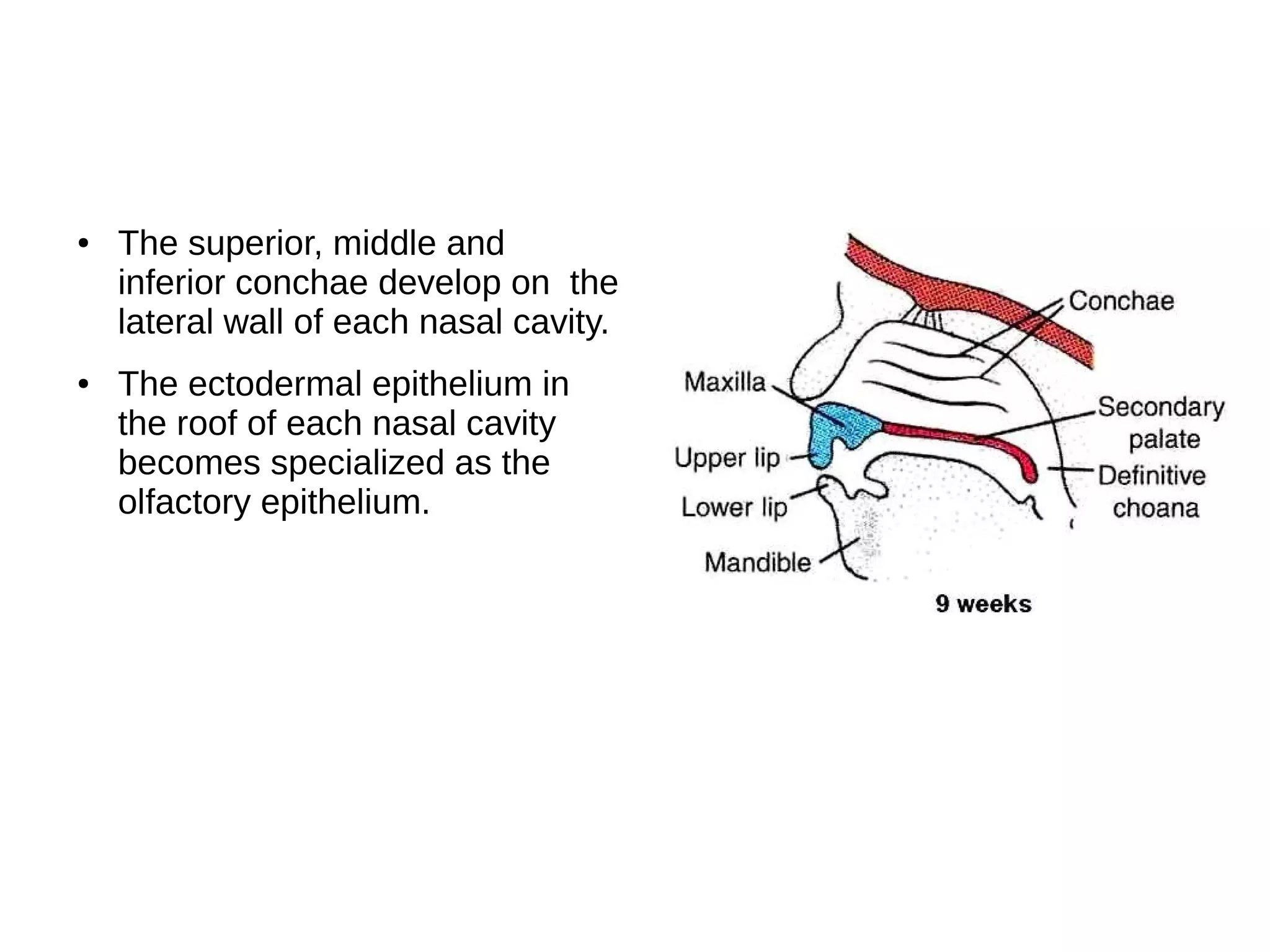 ● The superior, middle and
inferior conchae develop on the
lateral wall of each nasal cavity.
● The ectodermal epithelium in
the roof of each nasal cavity
becomes specialized as the
olfactory epithelium.
 