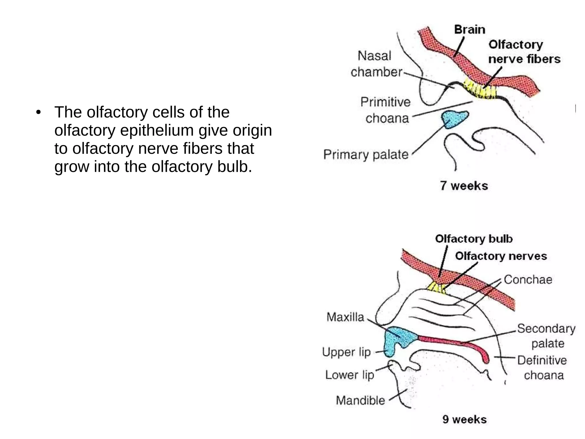 ● The olfactory cells of the
olfactory epithelium give origin
to olfactory nerve fibers that
grow into the olfactory bulb.
 