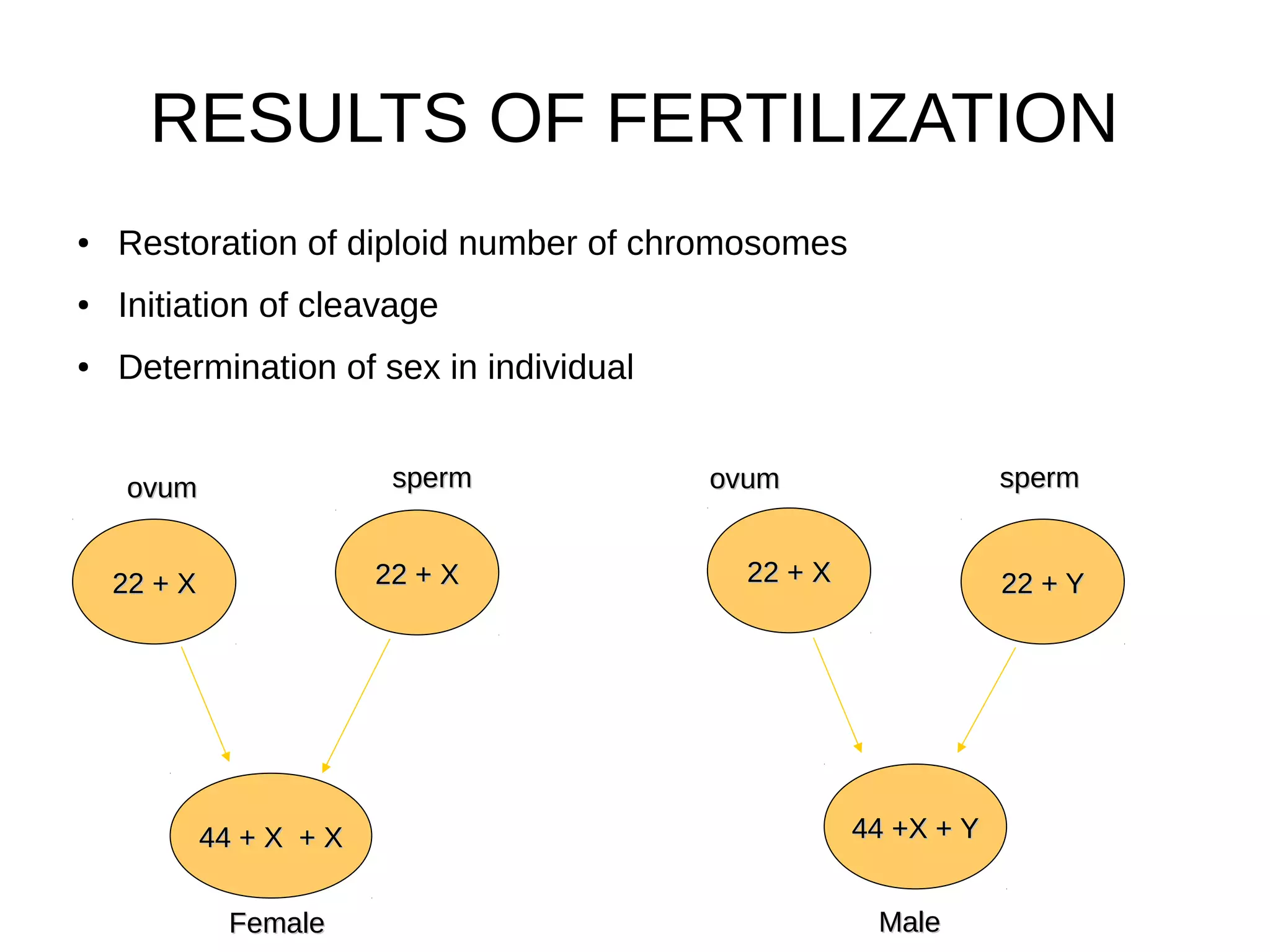 RESULTS OF FERTILIZATION
● Restoration of diploid number of chromosomes
● Initiation of cleavage
● Determination of sex in individual
44 + X + X44 + X + X
22 + X22 + X 22 + X22 + X
FemaleFemale
22 + X22 + X 22 + Y22 + Y
44 +X + Y44 +X + Y
spermspermovumovum
MaleMale
ovumovum spermsperm
 