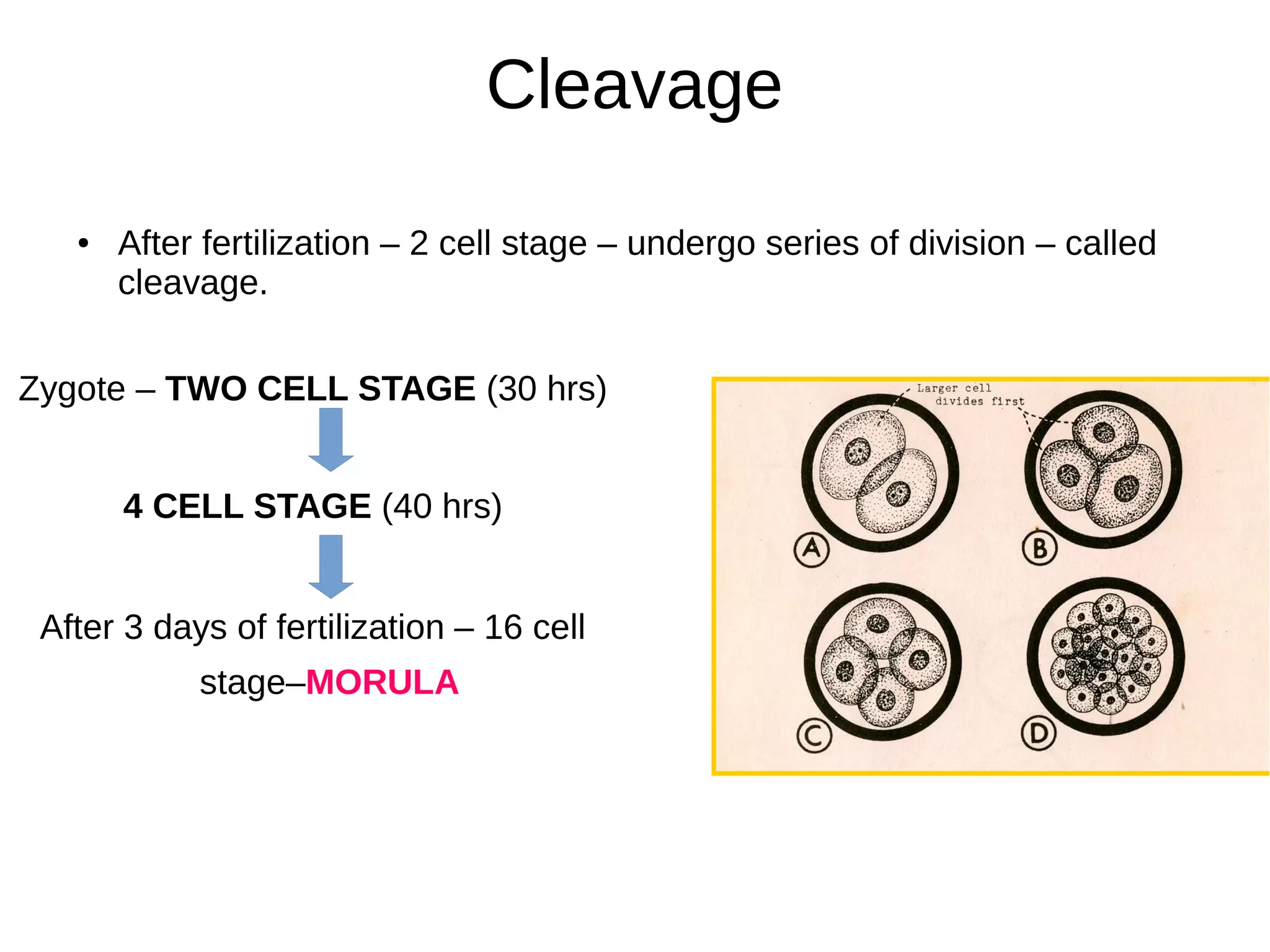 Cleavage
● After fertilization – 2 cell stage – undergo series of division – called
cleavage.
Zygote – TWO CELL STAGE (30 hrs)
4 CELL STAGE (40 hrs)
After 3 days of fertilization – 16 cell
stage–MORULA
 
