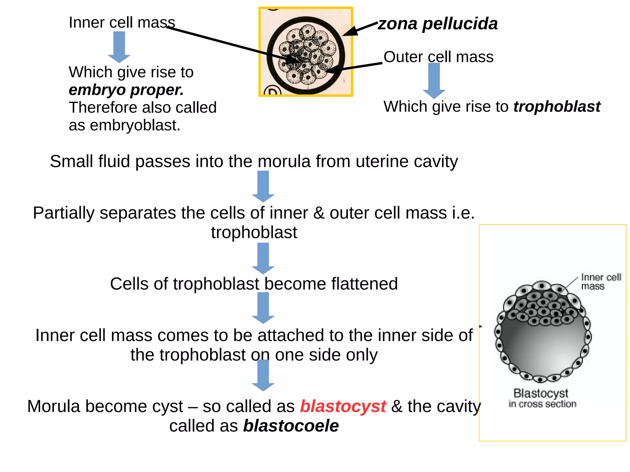 zona pellucida
Outer cell mass
Which give rise to trophoblast
Small fluid passes into the morula from uterine cavity
Partially separates the cells of inner & outer cell mass i.e.
trophoblast
Cells of trophoblast become flattened
Inner cell mass comes to be attached to the inner side of
the trophoblast on one side only
Morula become cyst – so called as blastocyst & the cavity
called as blastocoele
Inner cell mass
Which give rise to
embryo proper.
Therefore also called
as embryoblast.
 