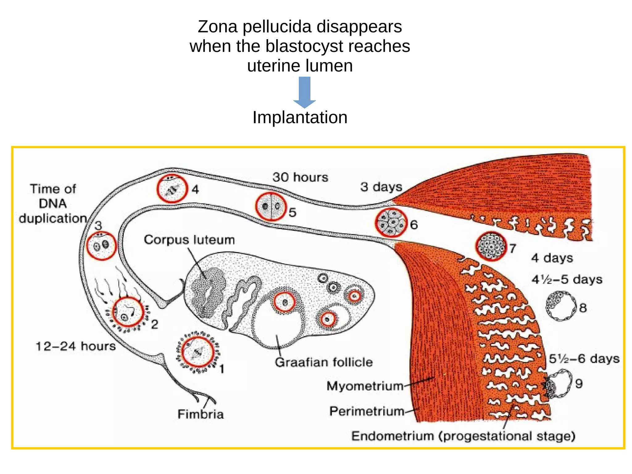 Zona pellucida disappears
when the blastocyst reaches
uterine lumen
Implantation
 