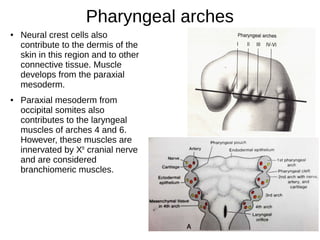 Pharyngeal arches
● Neural crest cells also
contribute to the dermis of the
skin in this region and to other
connective tissue. Muscle
develops from the paraxial
mesoderm.
● Paraxial mesoderm from
occipital somites also
contributes to the laryngeal
muscles of arches 4 and 6.
However, these muscles are
innervated by Xth
cranial nerve
and are considered
branchiomeric muscles.
 