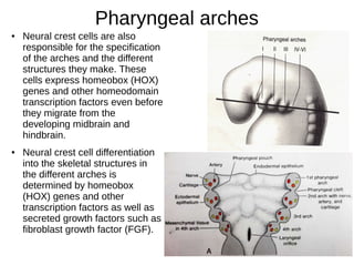 Pharyngeal arches
● Neural crest cells are also
responsible for the specification
of the arches and the different
structures they make. These
cells express homeobox (HOX)
genes and other homeodomain
transcription factors even before
they migrate from the
developing midbrain and
hindbrain.
● Neural crest cell differentiation
into the skeletal structures in
the different arches is
determined by homeobox
(HOX) genes and other
transcription factors as well as
secreted growth factors such as
fibroblast growth factor (FGF).
 