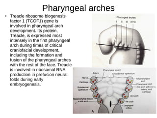 Pharyngeal arches
● Treacle ribosome biogenesis
factor 1 (TCOF1) gene is
involved in pharyngeal arch
development. Its protein,
Treacle, is expressed most
intensely in the first pharyngeal
arch during times of critical
craniofacial development,
including the formation and
fusion of the pharyngeal arches
with the rest of the face. Treacle
is involved in ribosomal RNA
production in prefusion neural
folds during early
embryogenesis.
 