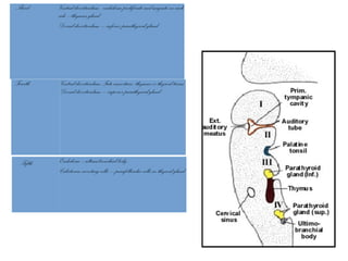 Fifth Endoderm –ultimobronchial body
Calcitonin secreting cells – parafollicular cells in thyroid gland
Third Ventral diverticulum - endoderm proliferate and migrate on each
side –thymus gland
Dorsal diverticulum – inferior parathyroid gland
Fourth Ventral diverticulum-Fate uncertain- thymus or thyroid tissue
Dorsal diverticulum – superior parathyroid gland
 