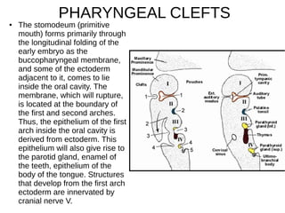 ● The stomodeum (primitive
mouth) forms primarily through
the longitudinal folding of the
early embryo as the
buccopharyngeal membrane,
and some of the ectoderm
adjacent to it, comes to lie
inside the oral cavity. The
membrane, which will rupture,
is located at the boundary of
the first and second arches.
Thus, the epithelium of the first
arch inside the oral cavity is
derived from ectoderm. This
epithelium will also give rise to
the parotid gland, enamel of
the teeth, epithelium of the
body of the tongue. Structures
that develop from the first arch
ectoderm are innervated by
cranial nerve V.
PHARYNGEAL CLEFTS
 