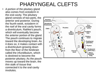 ● A portion of the pituitary gland
also comes from ectoderm in
the oral cavity. The pituitary
gland consists of two parts, the
anterior and posterior. During
the fourth week, ectoderm in
the roof of the oral cavity forms
a diverticulum, Rathke's pouch,
which will eventually become
the anterior portion of the gland.
The pouch continues to migrate
toward the developing brain. As
it does so, it makes contact with
a diverticulum growing down
from the floor of the forebrain
called the infundibulum, which
is destined to become the
posterior pituitary. As the pouch
moves up toward the brain, the
thin stalk of tissue that
connected it to the oral cavity
involutes.
PHARYNGEAL CLEFTS
 