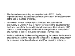 ● The homeobox-containing transcription factor MSX-1 is also
important for face development and is expressed in the mesenchyme
at the tips of the face primordia.
● In addition, retinoic acid (RA) is a secreted molecule related
structurally to vitamin A that is heavily involved in the development of
the lower part of the face and first arch structures. Retinoic acid (RA)
binds to specific receptors within cells that regulate the transcription
of a number of genes, including homeobox (HOX) genes.
● Retinoic acid (RA), if taken during pregnancy, increases the incidence
of abnormalities in the head and neck region of the fetus, presumably
by premature activation of retinoic acid (RA) signaling pathways.
 