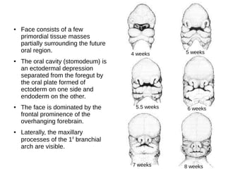 ● Face consists of a few
primordial tissue masses
partially surrounding the future
oral region.
● The oral cavity (stomodeum) is
an ectodermal depression
separated from the foregut by
the oral plate formed of
ectoderm on one side and
endoderm on the other.
● The face is dominated by the
frontal prominence of the
overhanging forebrain.
● Laterally, the maxillary
processes of the 1st
branchial
arch are visible.
4 weeks 5 weeks
5.5 weeks 6 weeks
7 weeks 8 weeks
 