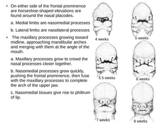 ● On either side of the frontal prominence
are horseshoe-shaped elevations are
found around the nasal placodes.
a. Medial limbs are nasomedial processes
b. Lateral limbs are nasolateral processes
● The maxillary processes growing toward
midline, approaching mandibular arches
and merging with them at the angle of the
mouth.
a. Maxillary processes grow to crowd the
nasal processes closer together.
b. Nasomedial processes grow quickly,
pushing the frontal prominence, then fuse
with the maxillary processes to complete
the arch of the upper jaw.
c. Nasomedial tissues give rise to philtrum
of lip.
4 weeks 5 weeks
5.5 weeks 6 weeks
7 weeks 8 weeks
 