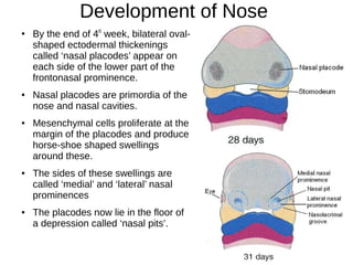 Development of Nose
●
By the end of 4th
week, bilateral oval-
shaped ectodermal thickenings
called ‘nasal placodes’ appear on
each side of the lower part of the
frontonasal prominence.
● Nasal placodes are primordia of the
nose and nasal cavities.
● Mesenchymal cells proliferate at the
margin of the placodes and produce
horse-shoe shaped swellings
around these.
● The sides of these swellings are
called ‘medial’ and ‘lateral’ nasal
prominences
● The placodes now lie in the floor of
a depression called ‘nasal pits’.
 