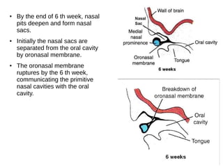 ● By the end of 6 th week, nasal
pits deepen and form nasal
sacs.
● Initially the nasal sacs are
separated from the oral cavity
by oronasal membrane.
● The oronasal membrane
ruptures by the 6 th week,
communicating the primitive
nasal cavities with the oral
cavity.
 
