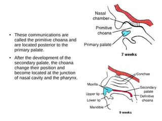 ● These communications are
called the primitive choana and
are located posterior to the
primary palate.
● After the development of the
secondary palate, the choana
change their position and
become located at the junction
of nasal cavity and the pharynx.
 