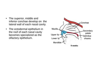 ● The superior, middle and
inferior conchae develop on the
lateral wall of each nasal cavity.
● The ectodermal epithelium in
the roof of each nasal cavity
becomes specialized as the
olfactory epithelium.
 