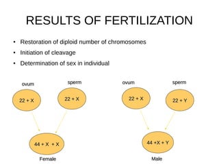 RESULTS OF FERTILIZATION
● Restoration of diploid number of chromosomes
● Initiation of cleavage
● Determination of sex in individual
44 + X + X44 + X + X
22 + X22 + X 22 + X22 + X
FemaleFemale
22 + X22 + X 22 + Y22 + Y
44 +X + Y44 +X + Y
spermspermovumovum
MaleMale
ovumovum spermsperm
 