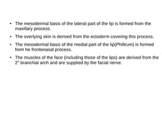 ● The mesodermal basis of the lateral part of the lip is formed from the
maxillary process.
● The overlying skin is derived from the ectoderm covering this process.
● The mesodermal basis of the medial part of the lip(Philtrum) is formed
from he frontonasal process.
● The muscles of the face (including those of the lips) are derived from the
2nd
branchial arch and are supplied by the facial nerve.
 