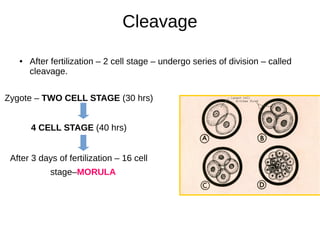 Cleavage
● After fertilization – 2 cell stage – undergo series of division – called
cleavage.
Zygote – TWO CELL STAGE (30 hrs)
4 CELL STAGE (40 hrs)
After 3 days of fertilization – 16 cell
stage–MORULA
 