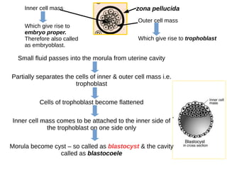 zona pellucida
Outer cell mass
Which give rise to trophoblast
Small fluid passes into the morula from uterine cavity
Partially separates the cells of inner & outer cell mass i.e.
trophoblast
Cells of trophoblast become flattened
Inner cell mass comes to be attached to the inner side of
the trophoblast on one side only
Morula become cyst – so called as blastocyst & the cavity
called as blastocoele
Inner cell mass
Which give rise to
embryo proper.
Therefore also called
as embryoblast.
 