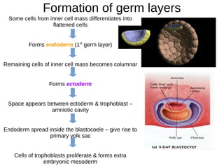 Formation of germ layers
Some cells from inner cell mass differentiates into
flattened cells
Forms endoderm (1st
germ layer)
Remaining cells of inner cell mass becomes columnar
Forms ectoderm
Space appears between ectoderm & trophoblast –
amniotic cavity
Endoderm spread inside the blastocoele – give rise to
primary yolk sac
Cells of trophoblasts proliferate & forms extra
embryonic mesoderm
 