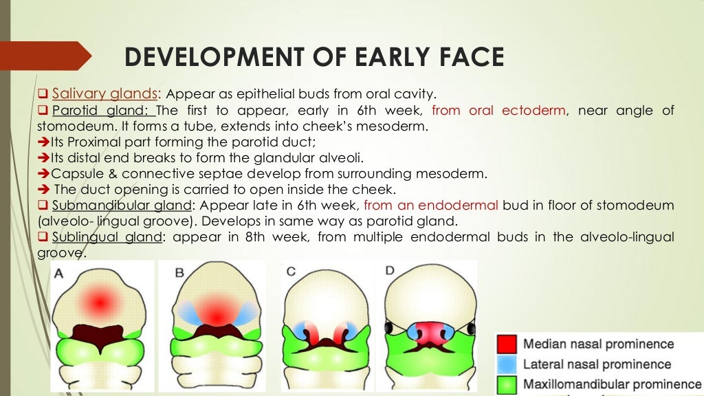 Development of face