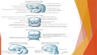 Development of face AND PARTS OF FACE .pptx