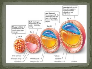 Development of face (Embryology basics) | PPTX