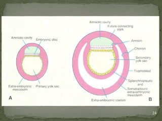 Development of face (Embryology basics) | PPTX