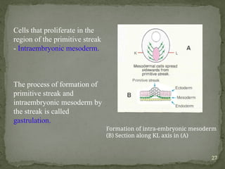 Development of face (Embryology basics) | PPTX