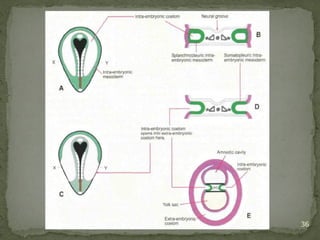 Development of face (Embryology basics) | PPTX