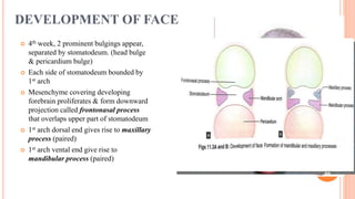 DEVELOPMENT OF FACE/ Development of face, palate and jaw | PPTX