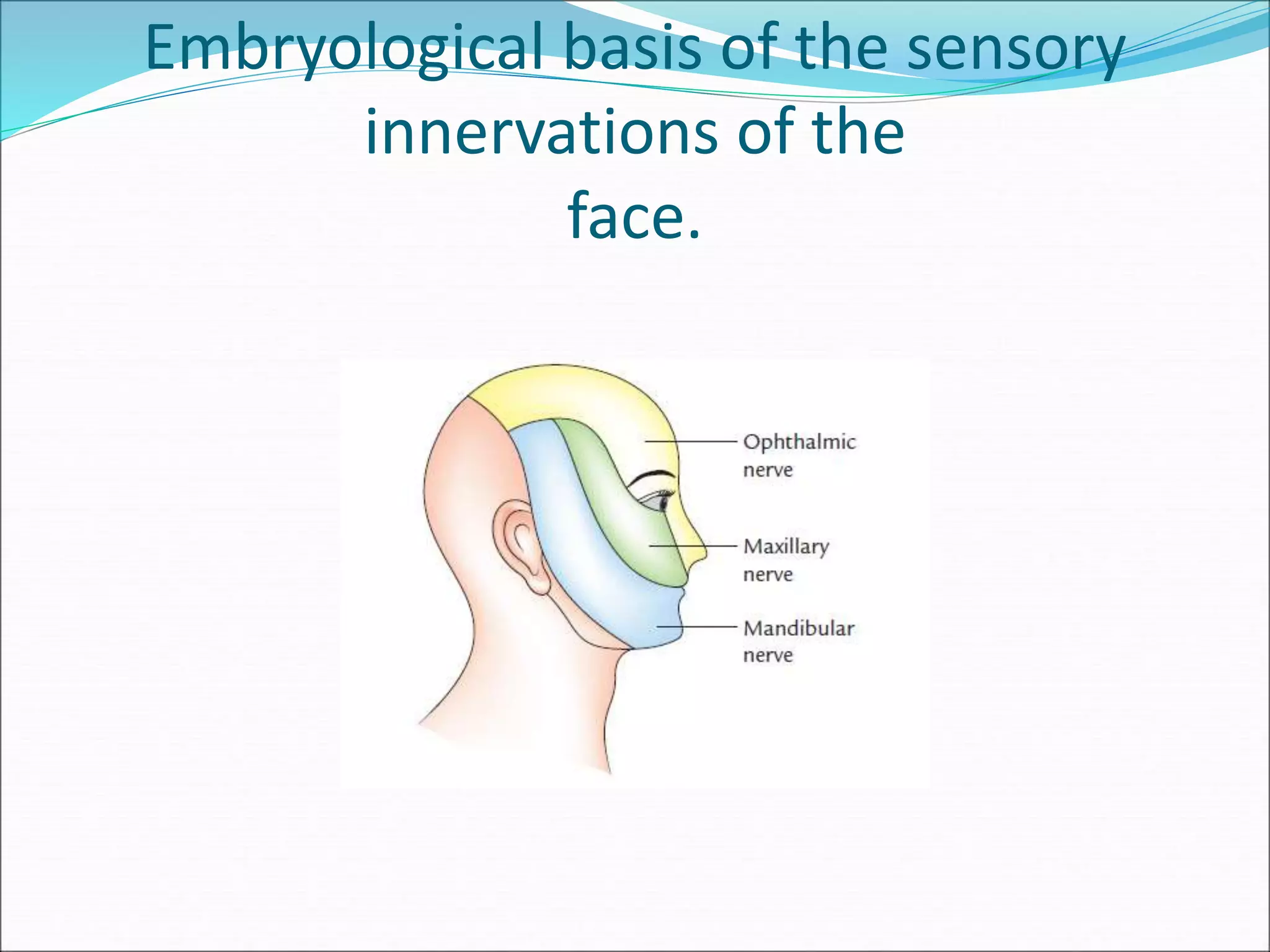 Embryological basis of the sensory
innervations of the
face.
 