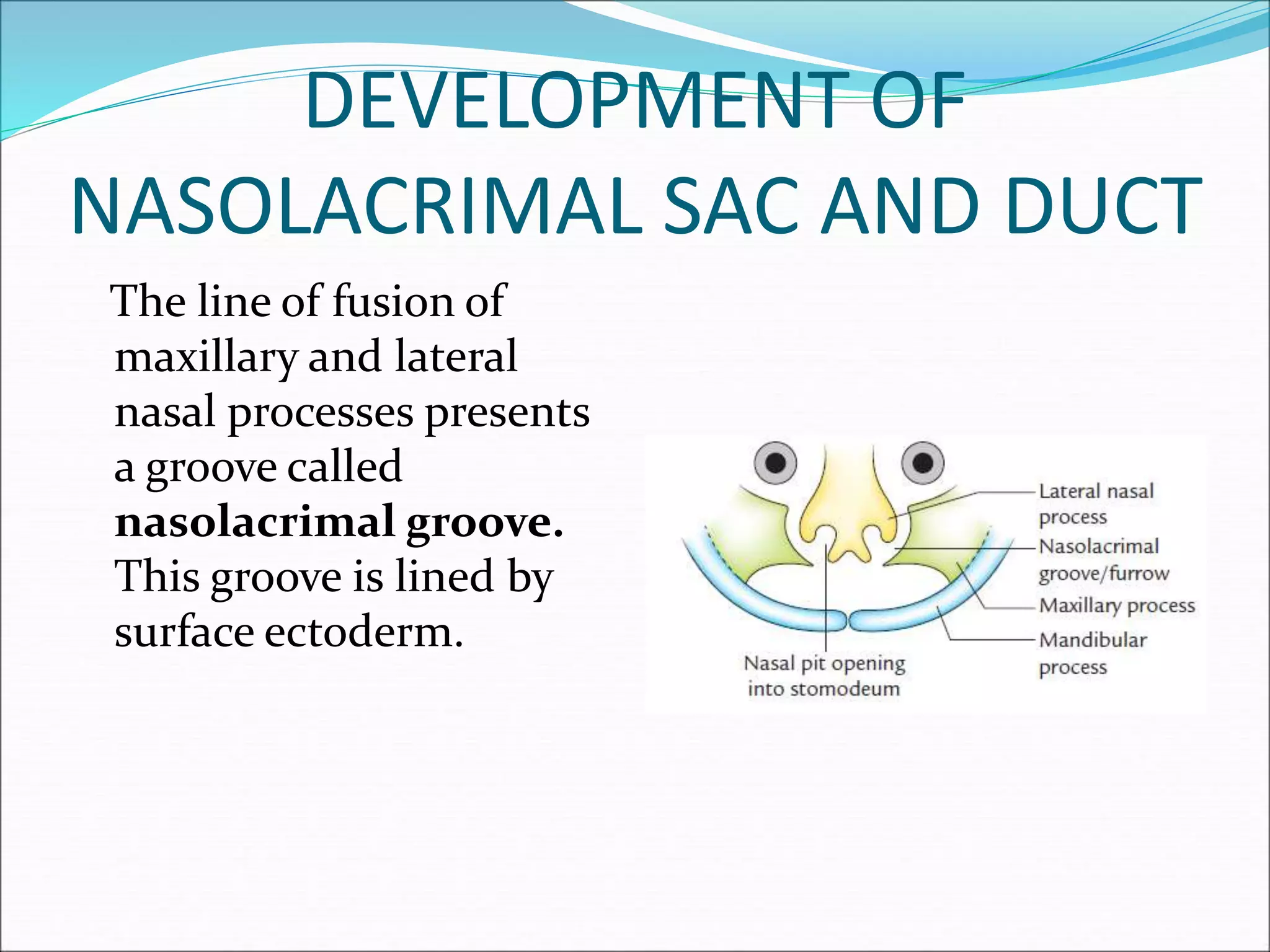The line of fusion of
maxillary and lateral
nasal processes presents
a groove called
nasolacrimal groove.
This groove is lined by
surface ectoderm.
DEVELOPMENT OF
NASOLACRIMAL SAC AND DUCT
 
