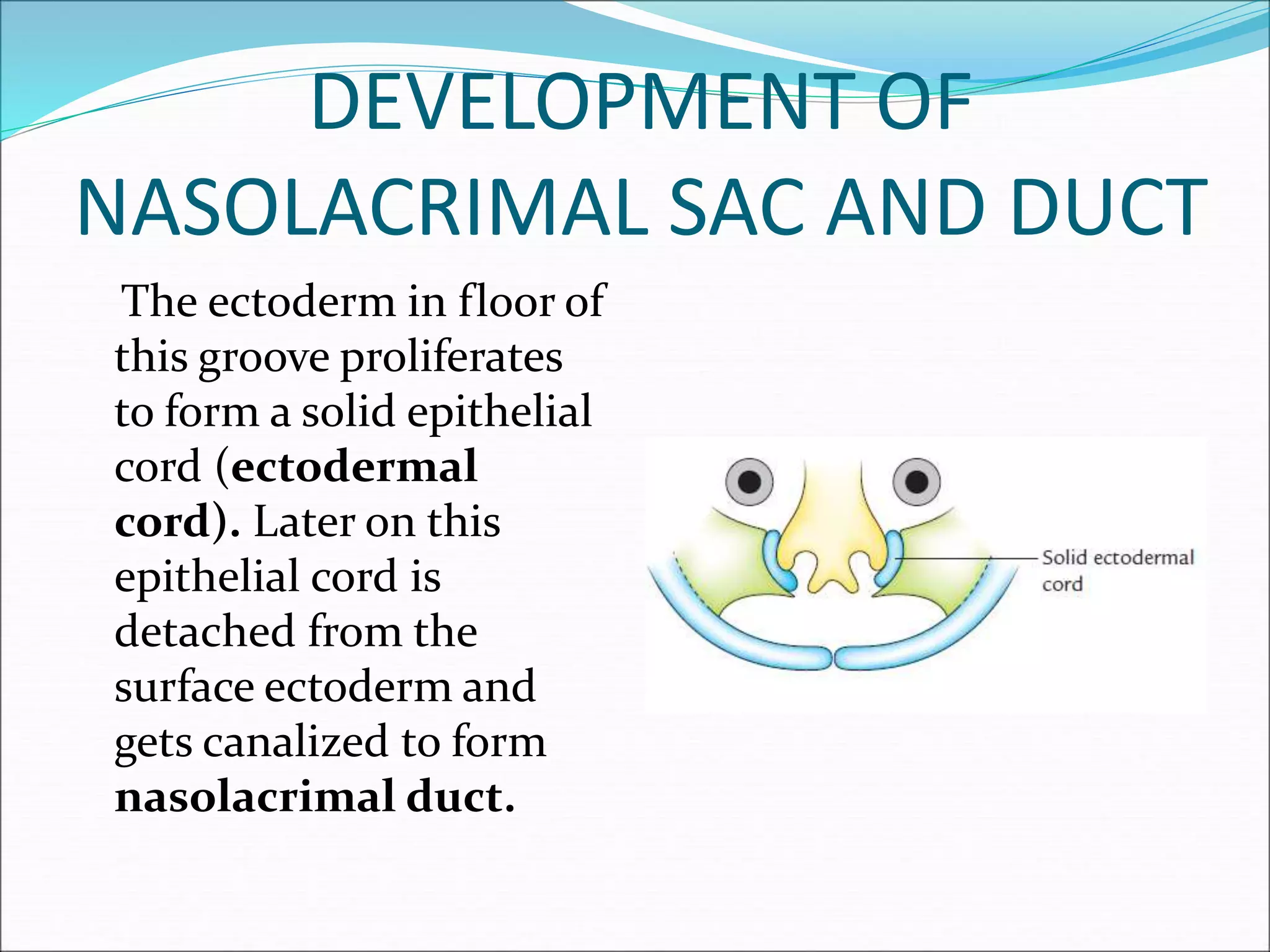 DEVELOPMENT OF
NASOLACRIMAL SAC AND DUCT
The ectoderm in floor of
this groove proliferates
to form a solid epithelial
cord (ectodermal
cord). Later on this
epithelial cord is
detached from the
surface ectoderm and
gets canalized to form
nasolacrimal duct.
 