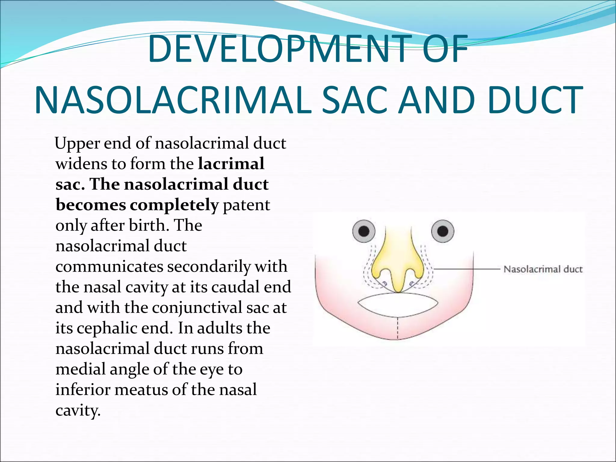 DEVELOPMENT OF
NASOLACRIMAL SAC AND DUCT
Upper end of nasolacrimal duct
widens to form the lacrimal
sac. The nasolacrimal duct
becomes completely patent
only after birth. The
nasolacrimal duct
communicates secondarily with
the nasal cavity at its caudal end
and with the conjunctival sac at
its cephalic end. In adults the
nasolacrimal duct runs from
medial angle of the eye to
inferior meatus of the nasal
cavity.
 