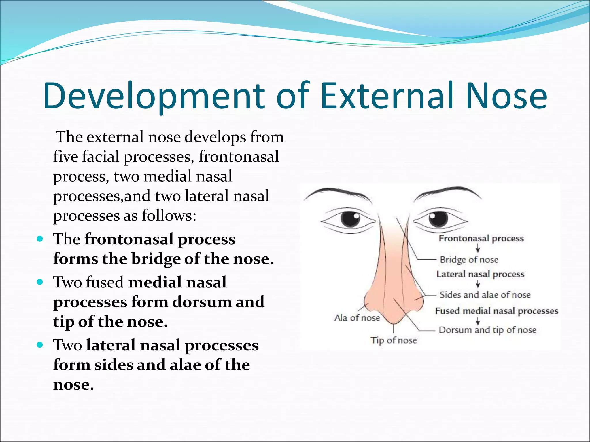Development of External Nose
The external nose develops from
five facial processes, frontonasal
process, two medial nasal
processes,and two lateral nasal
processes as follows:
 The frontonasal process
forms the bridge of the nose.
 Two fused medial nasal
processes form dorsum and
tip of the nose.
 Two lateral nasal processes
form sides and alae of the
nose.
 