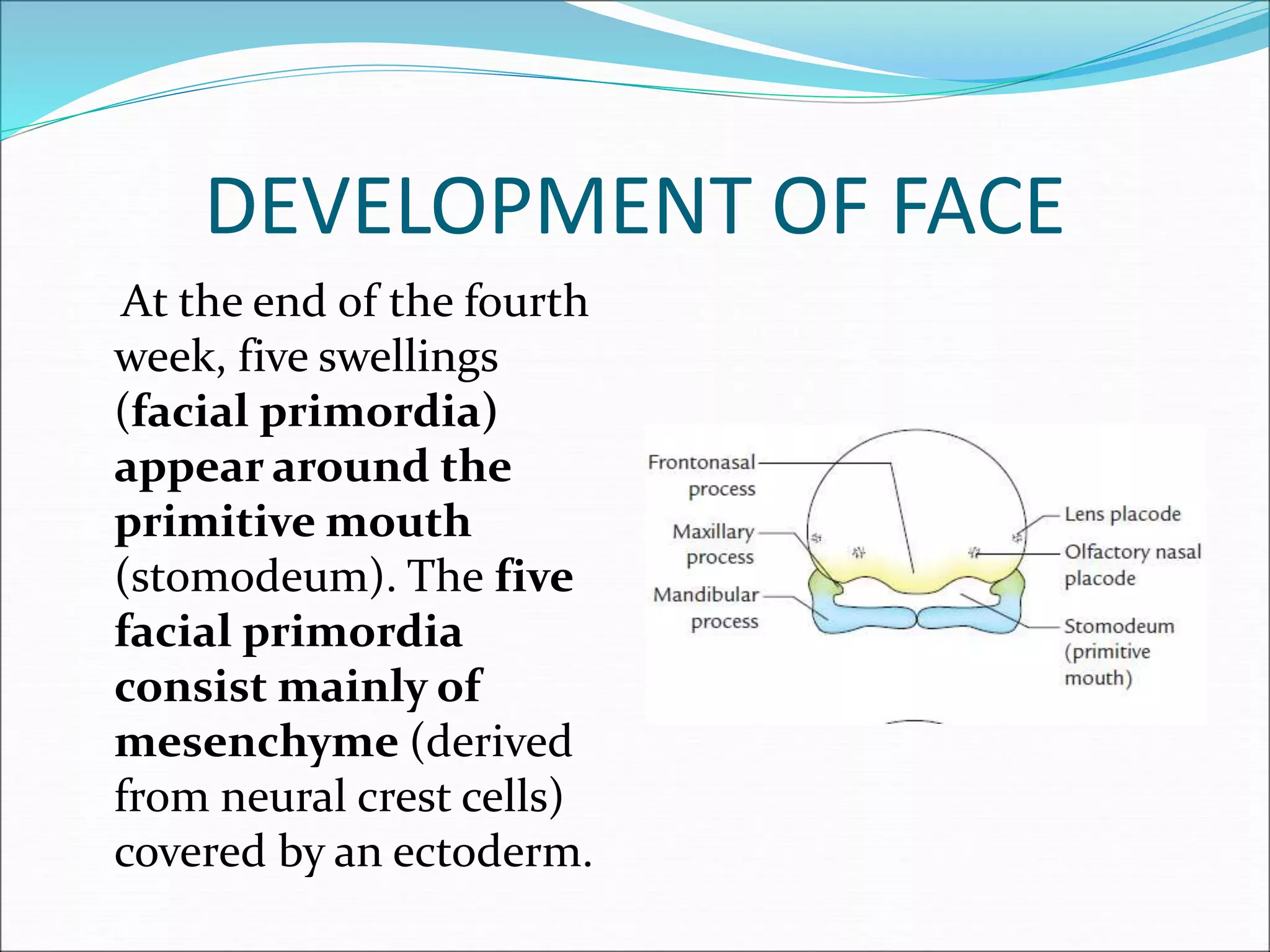 DEVELOPMENT OF FACE
At the end of the fourth
week, five swellings
(facial primordia)
appear around the
primitive mouth
(stomodeum). The five
facial primordia
consist mainly of
mesenchyme (derived
from neural crest cells)
covered by an ectoderm.
 