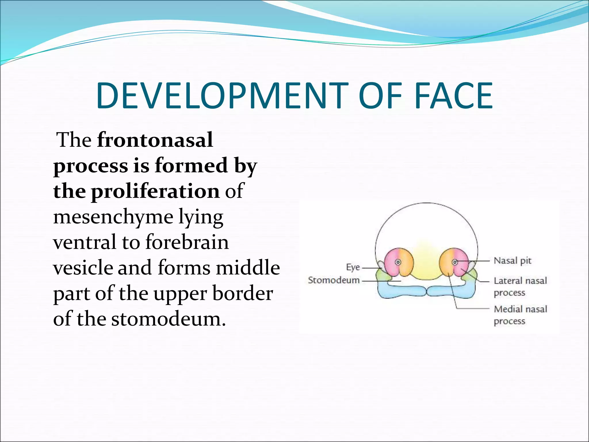 DEVELOPMENT OF FACE
The frontonasal
process is formed by
the proliferation of
mesenchyme lying
ventral to forebrain
vesicle and forms middle
part of the upper border
of the stomodeum.
 