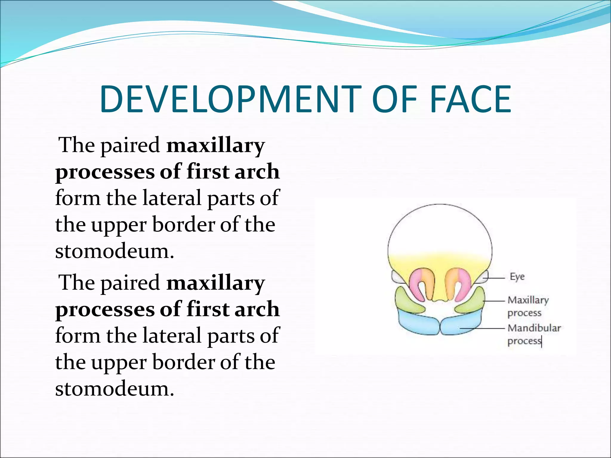 DEVELOPMENT OF FACE
The paired maxillary
processes of first arch
form the lateral parts of
the upper border of the
stomodeum.
The paired maxillary
processes of first arch
form the lateral parts of
the upper border of the
stomodeum.
 