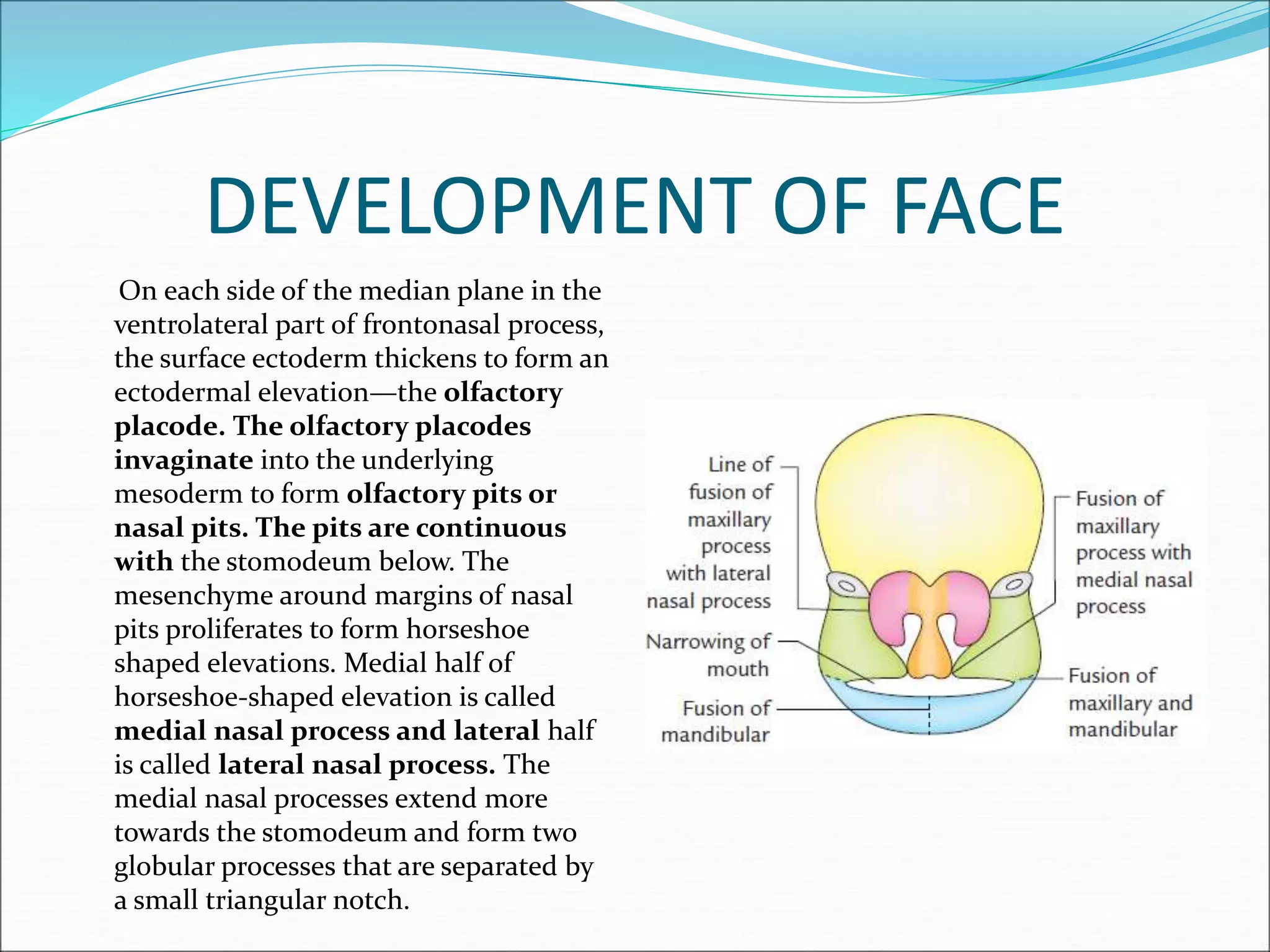 DEVELOPMENT OF FACE
On each side of the median plane in the
ventrolateral part of frontonasal process,
the surface ectoderm thickens to form an
ectodermal elevation—the olfactory
placode. The olfactory placodes
invaginate into the underlying
mesoderm to form olfactory pits or
nasal pits. The pits are continuous
with the stomodeum below. The
mesenchyme around margins of nasal
pits proliferates to form horseshoe
shaped elevations. Medial half of
horseshoe-shaped elevation is called
medial nasal process and lateral half
is called lateral nasal process. The
medial nasal processes extend more
towards the stomodeum and form two
globular processes that are separated by
a small triangular notch.
 