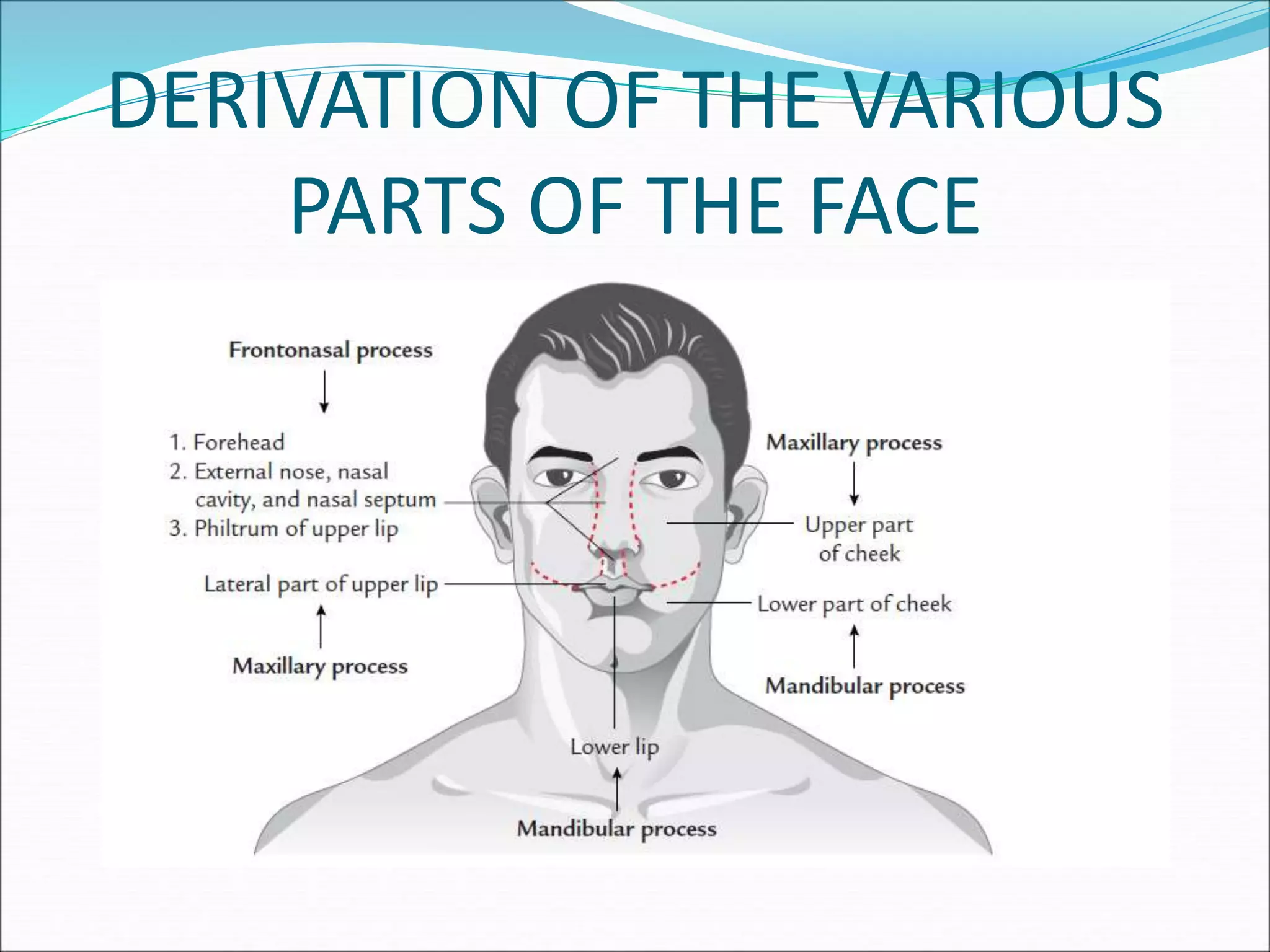 DERIVATION OF THE VARIOUS
PARTS OF THE FACE
 