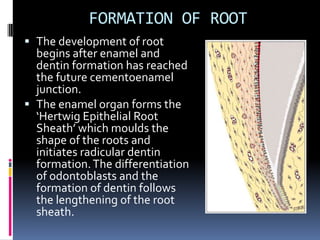 Development of face and oral cavity* | PPTX