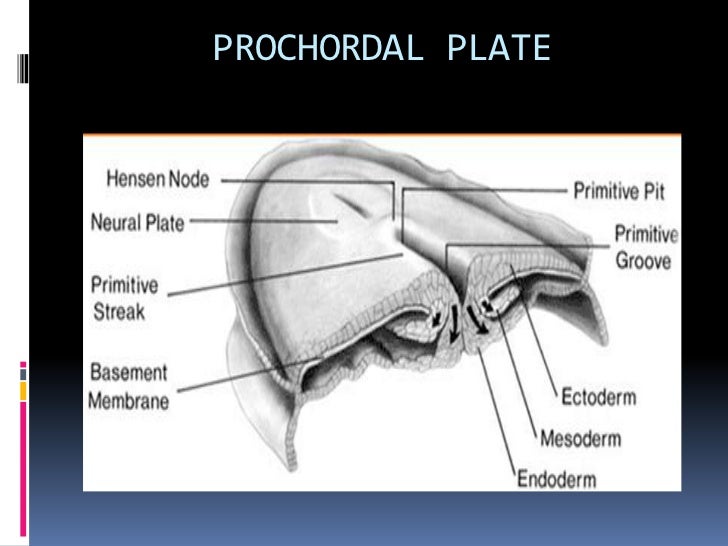 Development of face and oral cavity*