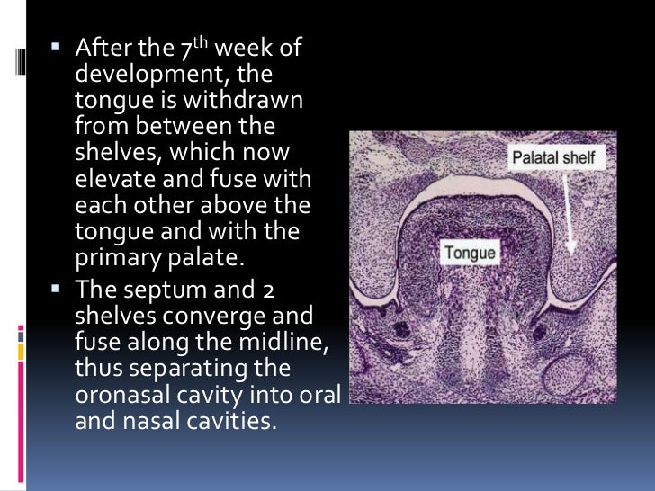Development of face and oral cavity*