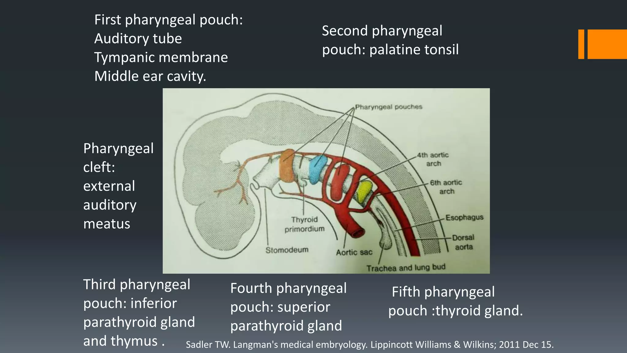 First pharyngeal pouch:
Auditory tube
Tympanic membrane
Middle ear cavity.
Third pharyngeal
pouch: inferior
parathyroid gland
and thymus .
Fifth pharyngeal
pouch :thyroid gland.
Second pharyngeal
pouch: palatine tonsil
Fourth pharyngeal
pouch: superior
parathyroid gland
Sadler TW. Langman's medical embryology. Lippincott Williams & Wilkins; 2011 Dec 15.
Pharyngeal
cleft:
external
auditory
meatus
 