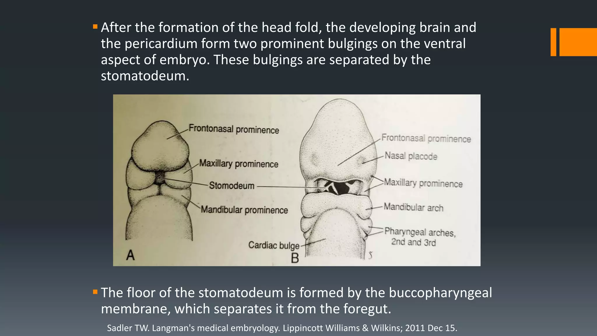 After the formation of the head fold, the developing brain and
the pericardium form two prominent bulgings on the ventral
aspect of embryo. These bulgings are separated by the
stomatodeum.
The floor of the stomatodeum is formed by the buccopharyngeal
membrane, which separates it from the foregut.
Sadler TW. Langman's medical embryology. Lippincott Williams & Wilkins; 2011 Dec 15.
 