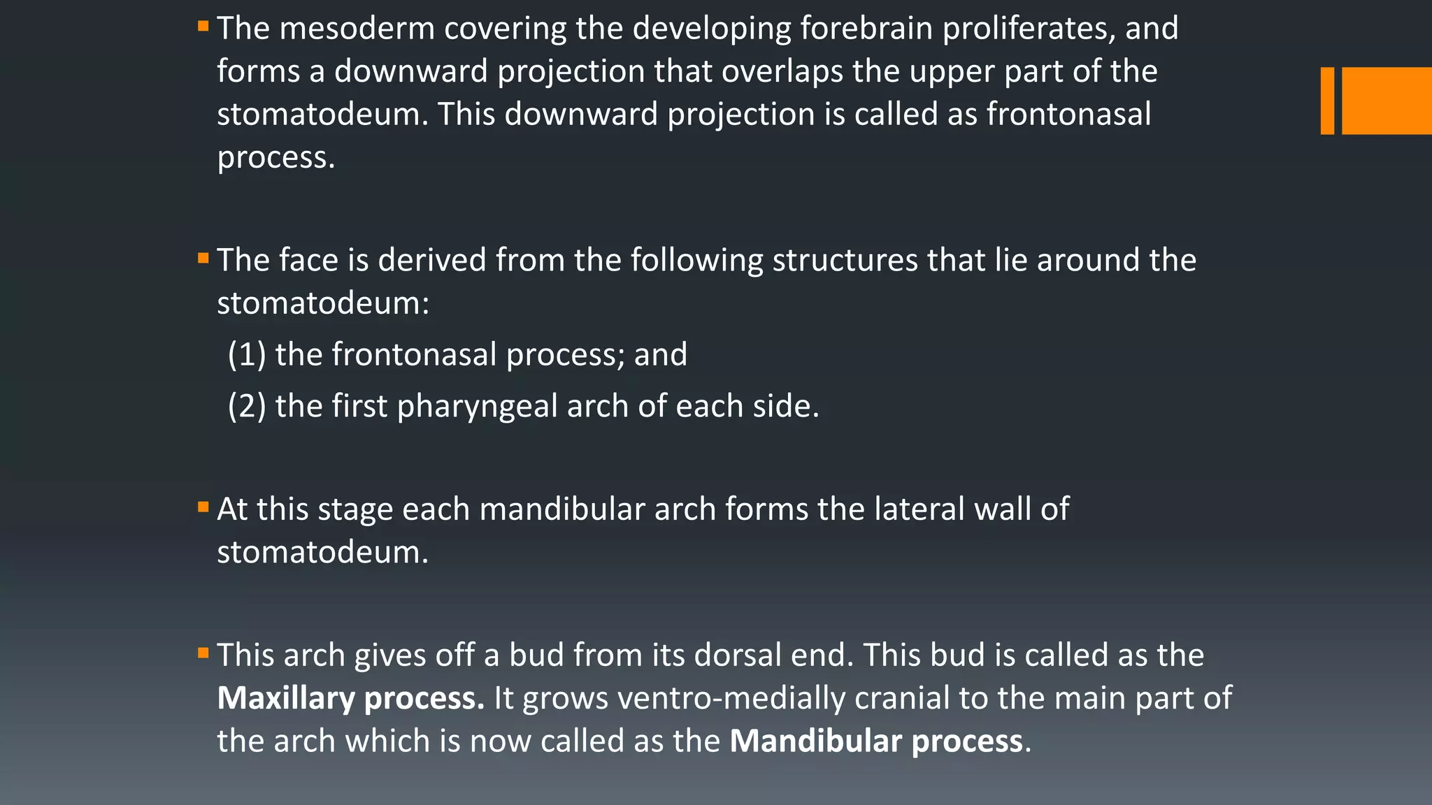 The mesoderm covering the developing forebrain proliferates, and
forms a downward projection that overlaps the upper part of the
stomatodeum. This downward projection is called as frontonasal
process.
The face is derived from the following structures that lie around the
stomatodeum:
(1) the frontonasal process; and
(2) the first pharyngeal arch of each side.
At this stage each mandibular arch forms the lateral wall of
stomatodeum.
This arch gives off a bud from its dorsal end. This bud is called as the
Maxillary process. It grows ventro-medially cranial to the main part of
the arch which is now called as the Mandibular process.
 
